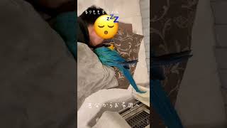 自分で布団をかけ直して寝るインコ　#shorts #ルリコンゴウインコ #blueandgoldmacaw #macaw