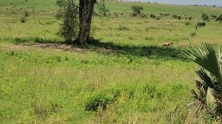 lioness goes hunting in Murchison falls national park Uganda