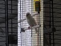 kanarienvogel gesang 🤍🎵 birds canary kanarienvogel viral shorts short subscribe