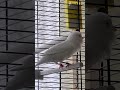 kanarienvogel gesang 🤍🎵 birds canary kanarienvogel viral shorts short subscribe