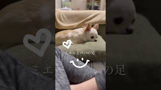 【チワワのミエル】パパが撮りました🐶#チワワ　の#ミエル #chihuahua #チワワとの暮らし #チワワ動画 #犬のいる暮らし #パパ大好き #今日のわんこ #いやし #おやすみなさい