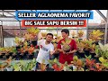 Seller aglaonema favorit - Big Sale !!! sapu bersih