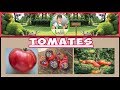 (Echange de graines) Présentation de tomates 1 + Bonus la vidéo qui fait le buzz