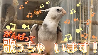 まだ下手っぴだけど歌っちゃいます♫【幸せなら手をたたこう】【オカメインコのゆっきー】vol.227#オカメインコ#cockatiel