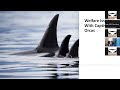 tokitae kiska and the future for 18 orcas with dr. lori marino