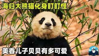 海归大熊猫化身盯盯怪，回国后热衷于种田，美香儿子贝贝有多可爱！【船长动物园】