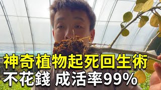 植物爛根快死了別急著扔，手把手帶你救活它，保證起死回生！【禪藝綠植工作室】