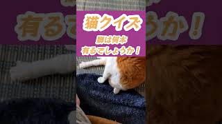 【猫クイズ！！】脚は何本有るでしょうか？　 #ぽっちゃり猫 #過保護猫 #おじいちゃん猫 #フワフワのモフモフ