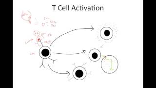 Cellular Immunity Overview