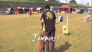 Standard Poodle agility in OPDES A-1 - Harazuru, novice 2 and Jumping 1, on 2010 Sep 25