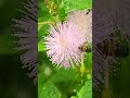 flowers honeybee honey naturelovers nature india english