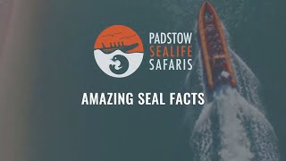 Interesting facts about Seals  - A Seal Q\u0026A with Padstow Sealife Safari