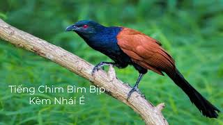 Tiếng Chim Bìm Bịp Kèm Nhái É Chuẩn MP3 Bẫy Bìm Bịp