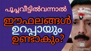 പൂച്ചവീട്ടിൽവന്നാൽഈഫലങ്ങളുറപ്പായുംഉണ്ടാകും9400642415...