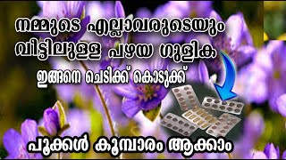 ഇനി ചെടി വളർത്താൻ ഒരു എളുപ്പവഴി/plants growth tips/Malayalam/poppy vlogs