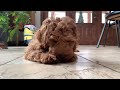 꼬물이의 야무진 먹방 puppy meokbang cockapoo