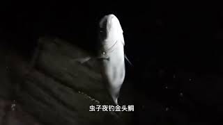 海陵岛夏夜的风，清凉惬意，看夜猫子用什么钓金头鲷？