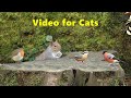 Videos for Cats : Birds Chirping in The Secret Forest -  9 HOURS of Cat TV