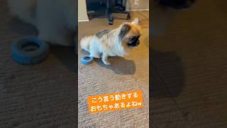 お尻が痒くて変な動きをするおこげ #shortvideo #ペキポメ #ポメペキ