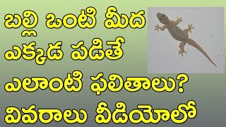 బల్లి ఒంటి మీద  ఎక్కడ పడితే  ఎలాంటి ఫలితాలు? వివరాలు వీడియోలో | Lizard predictions