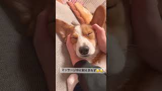 マッサージが気持ち良すぎるコーギー　#コーギー #犬 #shorts