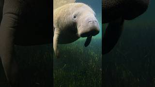 Whatever sounds you thought a manatee makes, think again. #Earthsounds