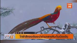 ไก่ฟ้าสีทองเริงระบำท่ามกลางหิมะในเมืองจีน l TNNข่าวเช้า l 05-12-2019