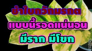 ชำใบกวักมรกตอย่างไรให้รอด การคัดด่างเยลโล่เฟลม