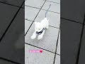 おもちゃ子犬❤️ ビションフリーゼ bichonfrise puppy