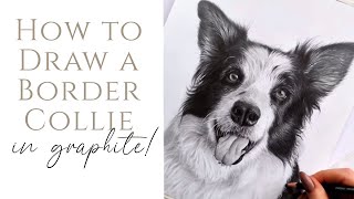 How to draw a Border Collie - Tips, Materials