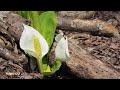 【雪解けと水芭蕉】北海道の4月、秘密の花園、雪解けの時期と水芭蕉の花をお楽しみください。takaさんぽ