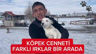 Köpeklerime Ziyafet: Her Irkın Favori Anı!