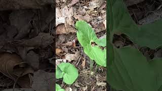 A great deal on Asarum canadense aka Wild Ginger #nativeplants