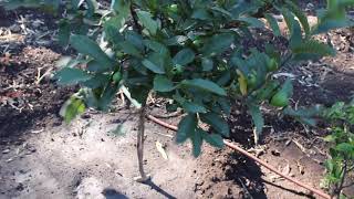 Two and a half year old Guava Tree already producing Fruit