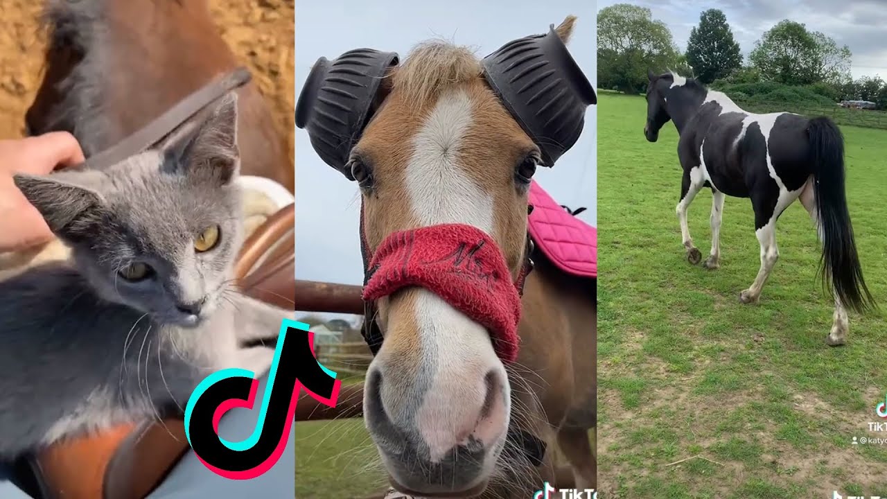 9 Minutes Of Reletable HORSE - TikTok Compilation 2022 #72 - YouTube