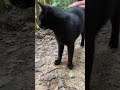 【伏見稲荷】鳴き声が独特な黒猫ダイモン兄　a black cat with a unique bark