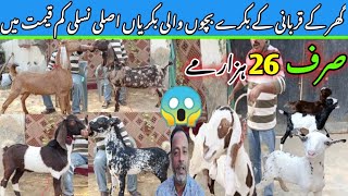 ghar ka nayab shauk 🔥❤️| latest update| 24-Dec-2024| Qurbani ke bakre bacchon walibakriyan lalukhet