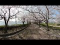 〔gopro max 360° movie〕亀岡市 さくら公園の桜並木　a row of cherry blossom trees in sakura park in kameoka city