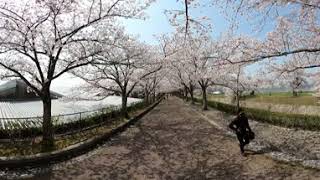 〔GoPro MAX 360° MOVIE〕亀岡市 さくら公園の桜並木　A row of cherry blossom trees in Sakura Park in Kameoka City,