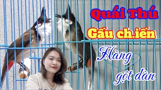 CB. QUÁI THÚ - CHƠI CỰC GẤU | BU CHỤP Đ.ÁNH ĐỐI THỦ CỰC HĂNG | HÀNG GỘT DÀN - SIÊU TỐ CHẤT.