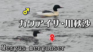 カワアイサ【雄と雌】川秋沙・学名：Mergus merganser