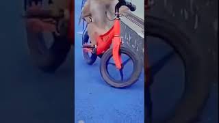 funny monkeys | manki comedy video | cycle chalata bandar | monky cycling | 100 M views #shorts