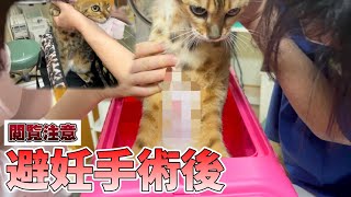 避妊手術したベンガル猫姉妹を病院にお迎え行きました😭   【ベンガル姉妹編】