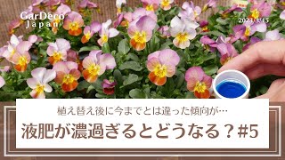 【植え替え後に今までとは違った傾向が…】液肥が濃過ぎるとどうなる？濃度によるビオラの生育の違い#5