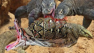 Komodo vs Python Survival Battle - Komodo Dragon Cruelly Eat Python To Revenge Their Comrades