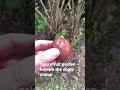 Snakefruit Garden in Indonesia