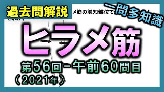 【過去問解説：第56回-午前60問目】ヒラメ筋【理学療法士・作業療法士・言語聴覚士・看護・柔整・鍼灸】