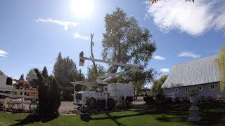 Removing our Elm Tree! 🌳