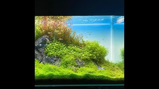 水草レイアウトコンテスト結果+我が家の植物紹介するよー！