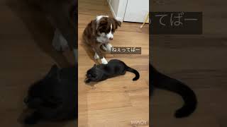 The dog wants cat’s attention かまってちゃんの#ボーダーコリー #dog #cat #catsanddogs #いぬ #funny #love